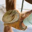 horse-hoof-unshod