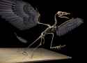 archaeopteryxie