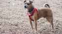 Medium-Tan-Dog-With-Round-Eyes-and-Curled-Tail-Wearing-a-Red-Harness.jpg