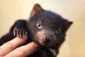 baby-tasmanian-devil