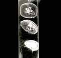 Jellyfish_Moon_Jelly_Display_at_the_New_England_Aquarium