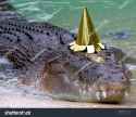 stock-photo-australian-saltwater-crocodile-in-captivity-with-birthday-hat-queensland-australia-real-29753398