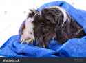 stock-photo-wet-guinea-pig-in-blue-towel-close-up-on-a-white-background-214856908