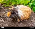 a-cute-guinea-pig-also-know-as-a-cavy-exploring-a-garden-bed-of-parsley-while-his-fur-becomes-wet-with-morning-dew-2AE4WA0