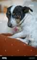 small-rat-terrier-dog-GEGW2M