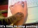 its-time-to-stop-posting-cat-cats-kitten-kitty-pic-picture-funny-lolcat-cute-fun-lovely-photo-images