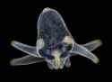 Van_Egmond_anemone_larva
