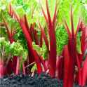Screenshot 2025-04-26 at 12-22-29 rhubarb - Recherche Google