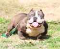 toadlinebully