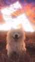 happydoggy