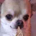 doghands