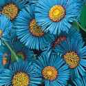 blue flowers 2