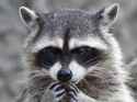 racoon