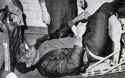 featured_Otis_Redding_Death