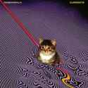 cat in currents