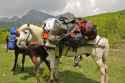 horse-carry-backpacks-21919845