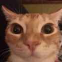 origin-of-this-cat-template-meme-v0-4783qbjaqfgb1