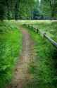 dirt-path-in-woods-dny59