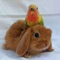 RabbitEveryHour-1559999570343600129-img1 bird bun cute