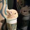 _ (22) bun cute starbucks cup