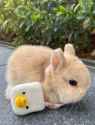 1732899146511552 bun cute bag