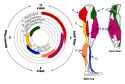 muscles-groups-used-while-cycling-2349412788