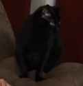 kot