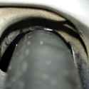 tyte gaps