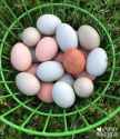 EE_Basket_Easter_Eggs_Blue_Chicken (1)