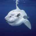 ocean-sunfish_thumb