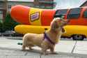 attachment-Oscar-Mayer-Wienermobile-Colorado-1