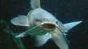 Catfish-1-828202680