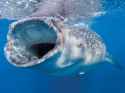 Whale shark
