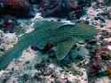 Remora+or+Suckerfish