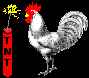 cock