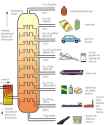 Fractional-Distilation