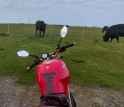 moooo