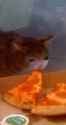 SadCatPizza