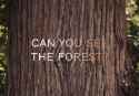 CantSeeForestForTree