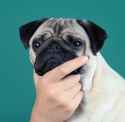 Pugthink