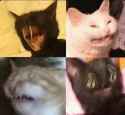 Agony cats