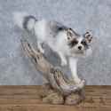 arctic-fox-life-size-mount-for-sale-_15595-_-the-taxidermy-store