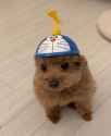 Little dog hat