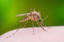 mosquito-on-skin-biting
