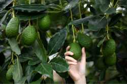 grow-avocado-tree
