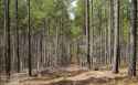 PinePlantation