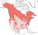 Ursus_americanus_IUCN_range_map_extant_and_extirpated