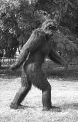 bigfoot-984239365