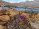 Ellesmere Island - River Beauty