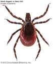 Black-legged-deer-tick